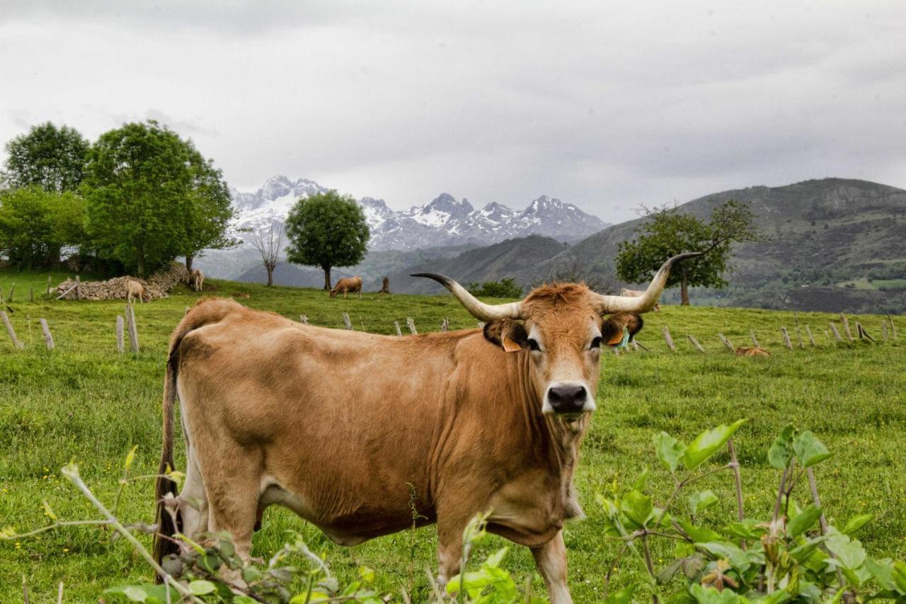 Casa Rural Los Campos Corao エクステリア 写真
